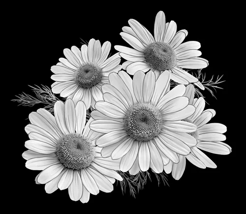 Цветочная композиция 017 (ромашки) 