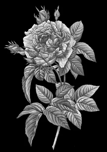 Цветок 026 (роза)